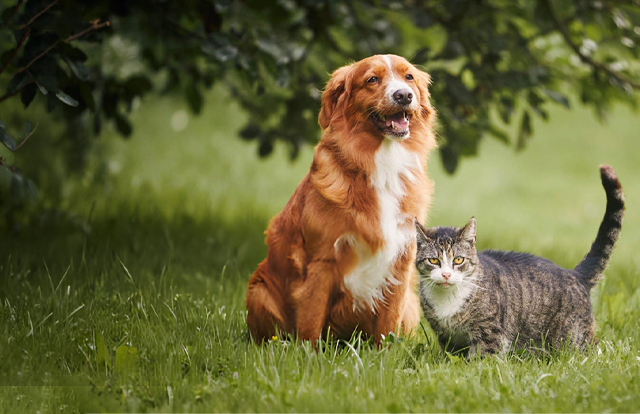 Paws, parks and
pet friendly places Paws, parks and
pet friendly places
